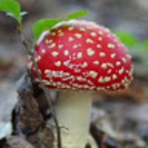 Meet your Posher, Amelia